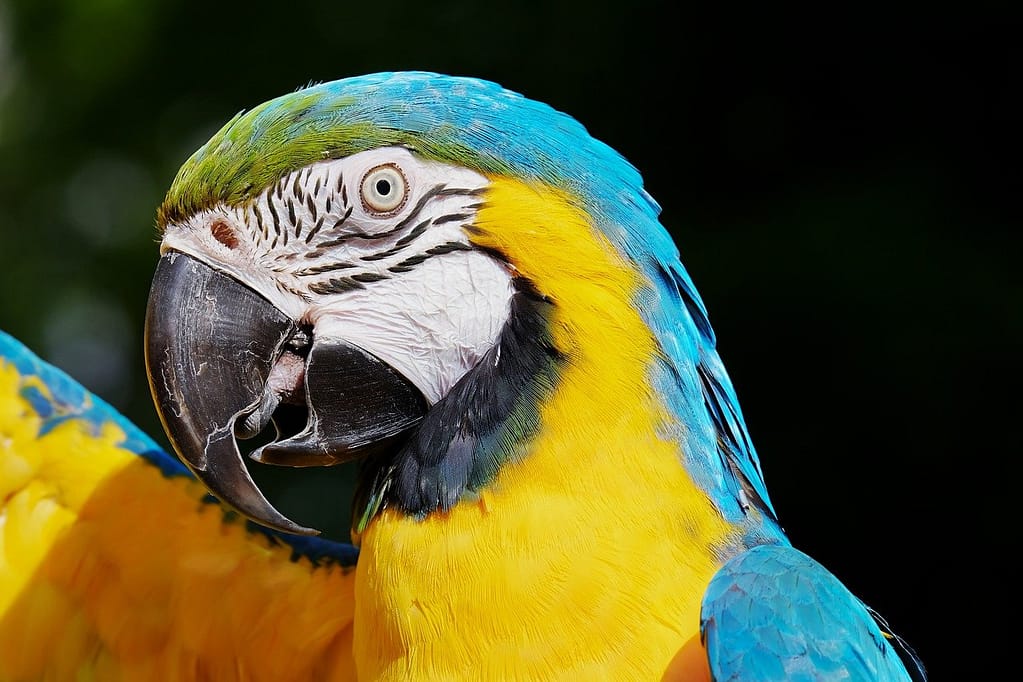 parrot, nature, blue and yellow macaw-3417217.jpg