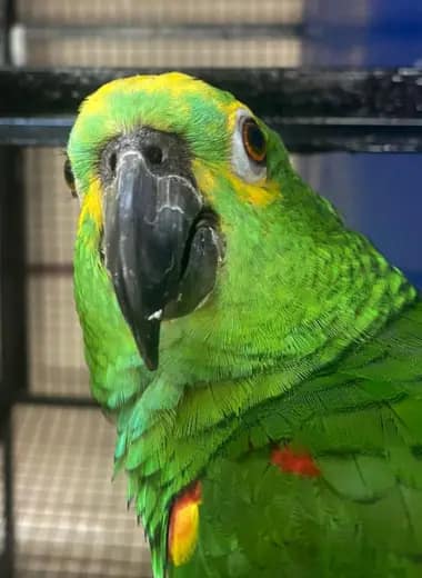 amazon-parrot-of-gift-of-flight