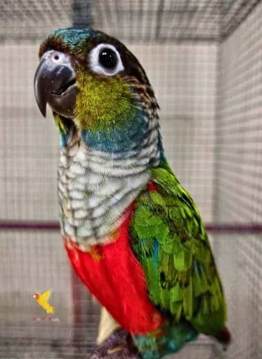 crimson-bellied-conure-of-gift-of-flight